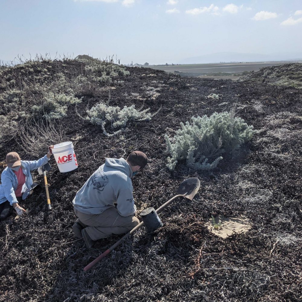 Planting native dune plants into a former iceplant patch at Salinas River State Beach