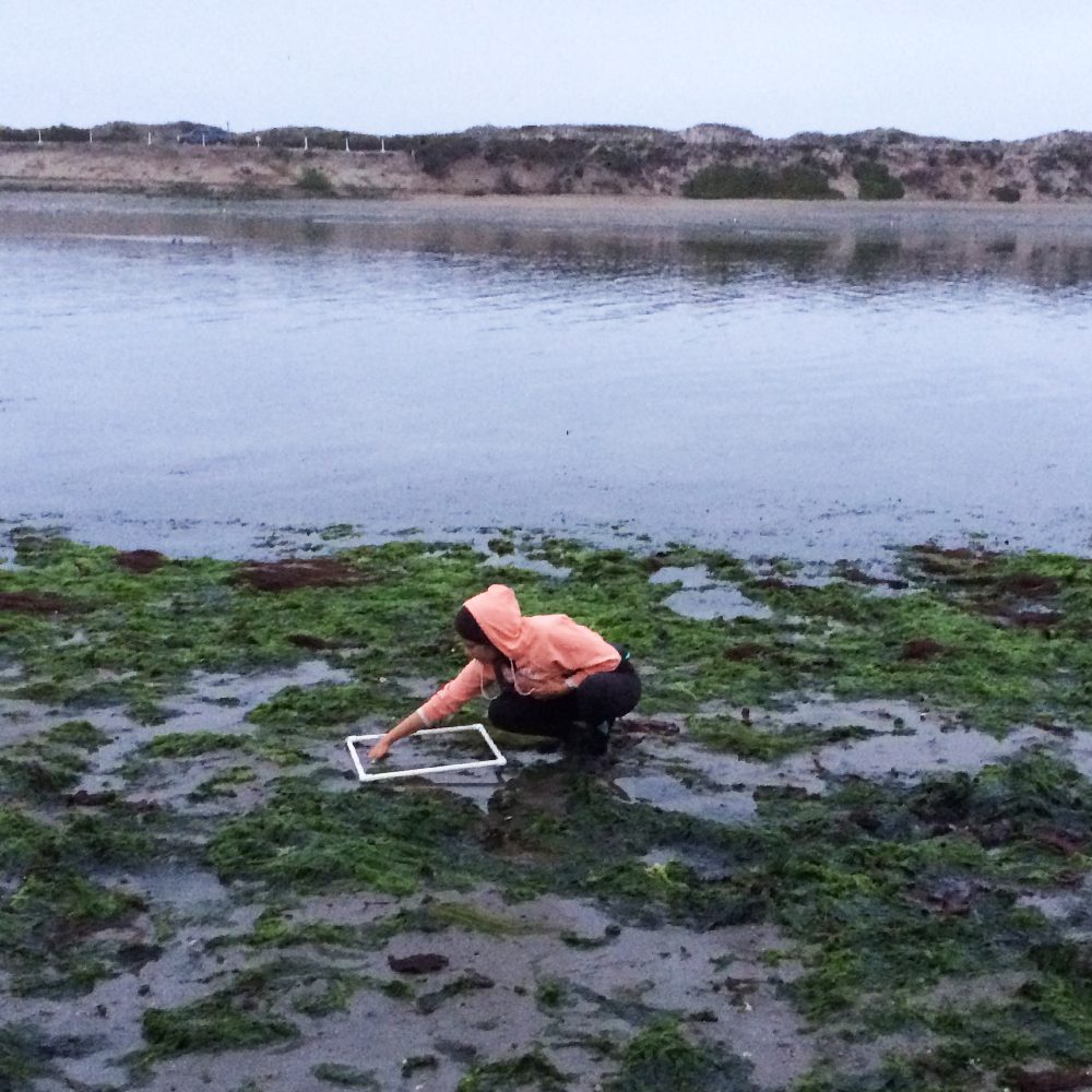 Monitoring intertidal clam densities in Moss Landing Harbor, California
