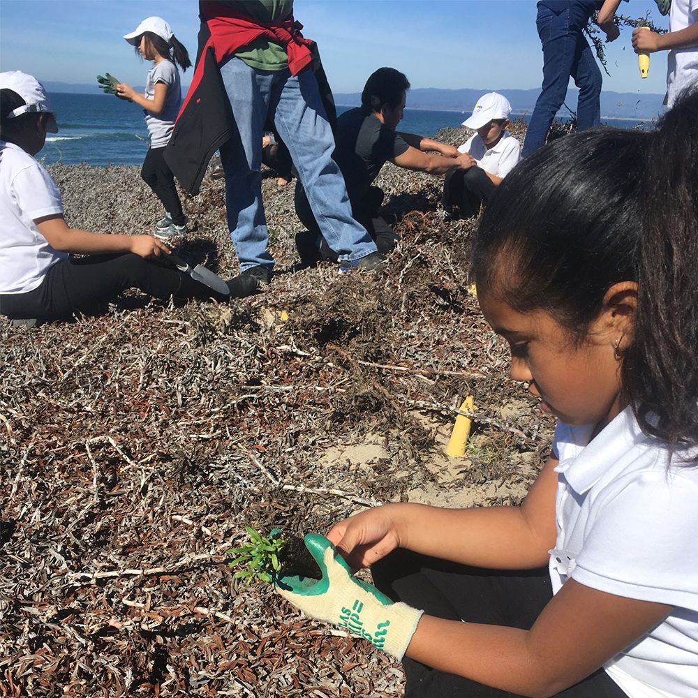 In partnership with Central Coast Wetlands Group at Moss Landing Marine Laboratories, CC&R hosts community planting days for restoration projects.