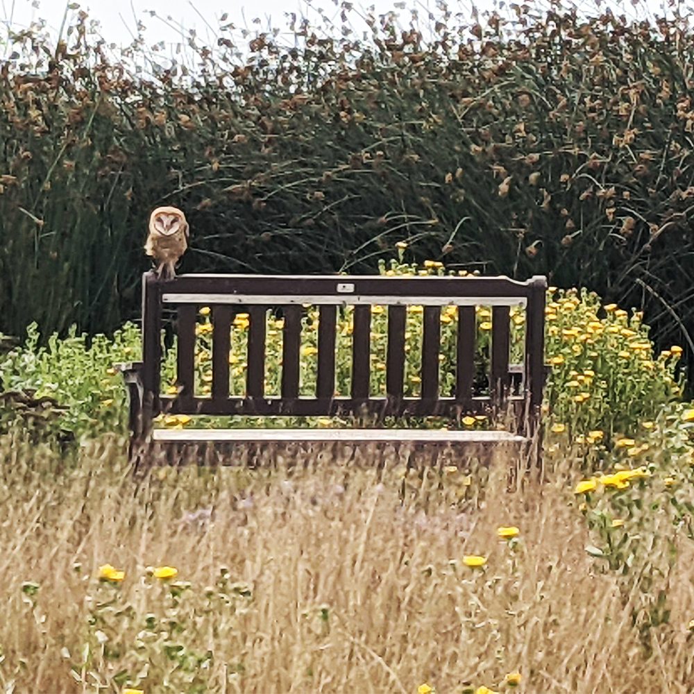A barn owl, Tyto alba, perched on a bench at a restoration site. The bench honors our friend and colleague Melanie Mayer Gideon, who passed away in 2013.