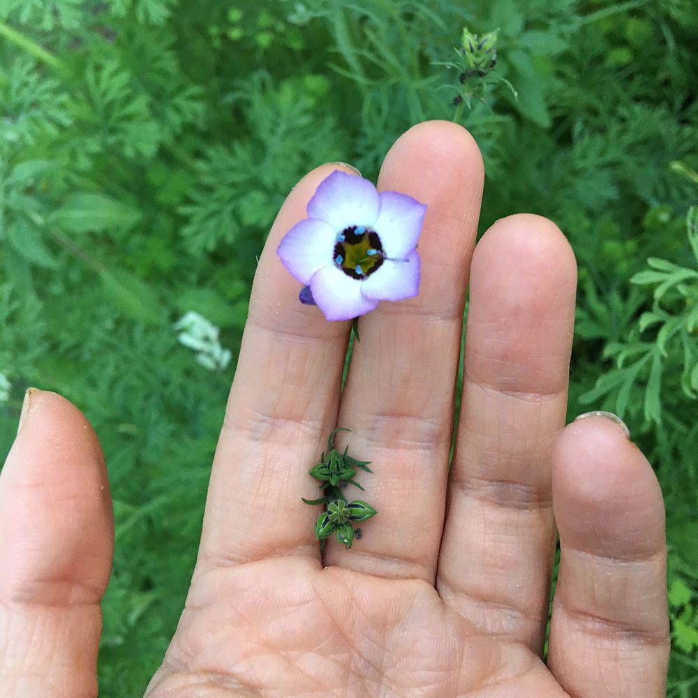 Bird's eye gilia, Gilia tricolor, a native California wildflower species.