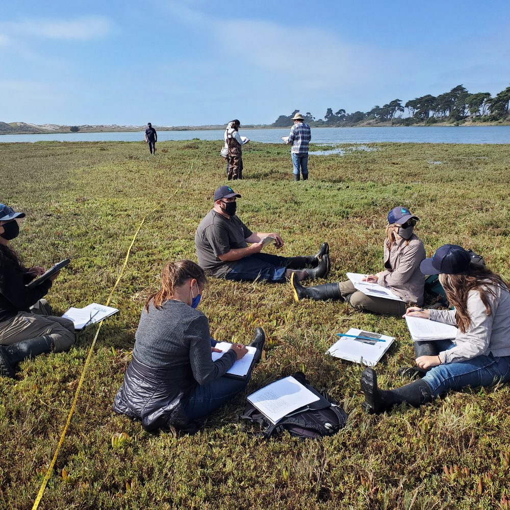 CRAM (California Rapid Assessment Method) training for wetlands assessment. This class was held in Moss Landing in September 2021.