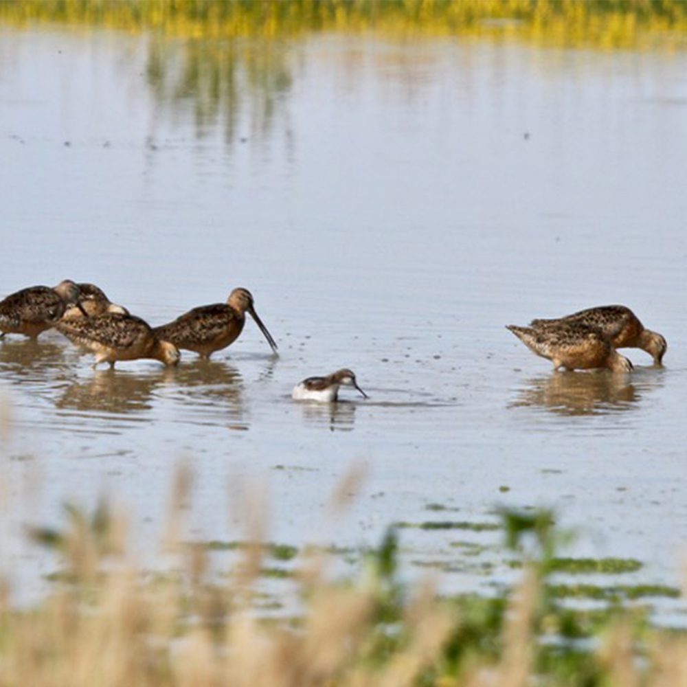 Long-billed dowitcher, Limnodromus scolopaceus, feeding at a restored wetland.